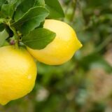 Nelesa Gatdening Live Gandharaj Lemon Fruit Plant in Poly Bag grown from cuttings, suitable for terrace, balcony, garden and best for growing in pots and planters