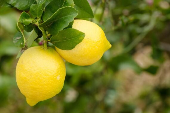Nelesa Gatdening Live Gandharaj Lemon Fruit Plant in Poly Bag grown from cuttings, suitable for terrace, balcony, garden and best for growing in pots and planters