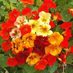Dwarf Nasturtium Seeds Mix Seed Jewlel Mixture 10 seeds