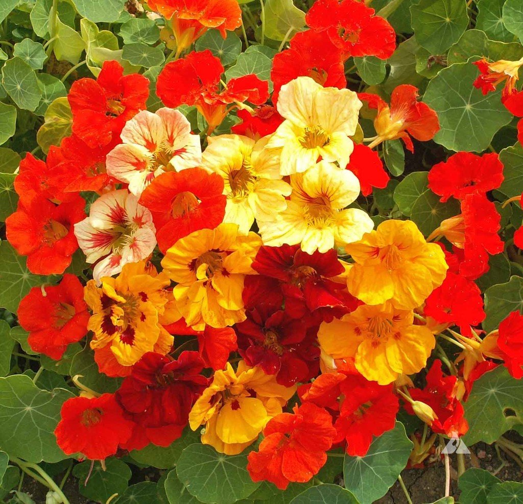 Flower Seeds