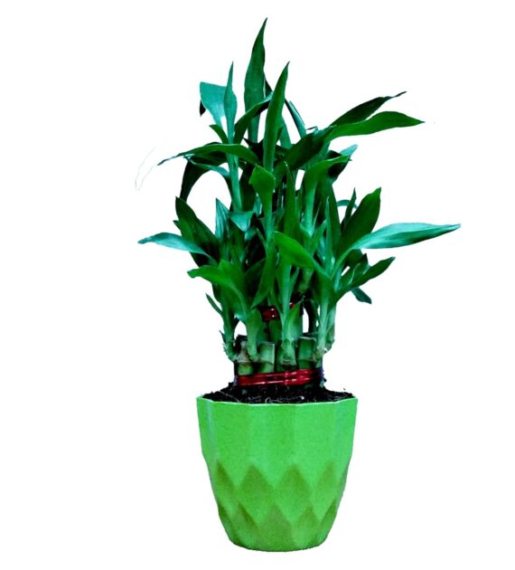 Nelesa Gardening Air Purifying Good Luck 2 Layer Lucky Bamboo Plant in Round Plastic Pot | Home Décor Plant | Can Use for Desktop | for Gifting | Lucky Plant | Good Luck Plant | Vastu Plant (Green)