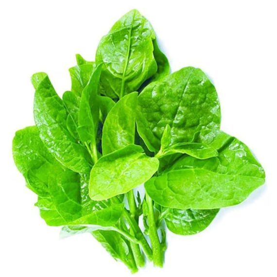 Nelesa Gardening Green Malabar Spinach Alugbati Alukbati Lukbati Basella alba Vine Spinach Ceylon Spinach Vegetable Seed for Home Garden Balcony- 20 Seeds Pack - Image 3