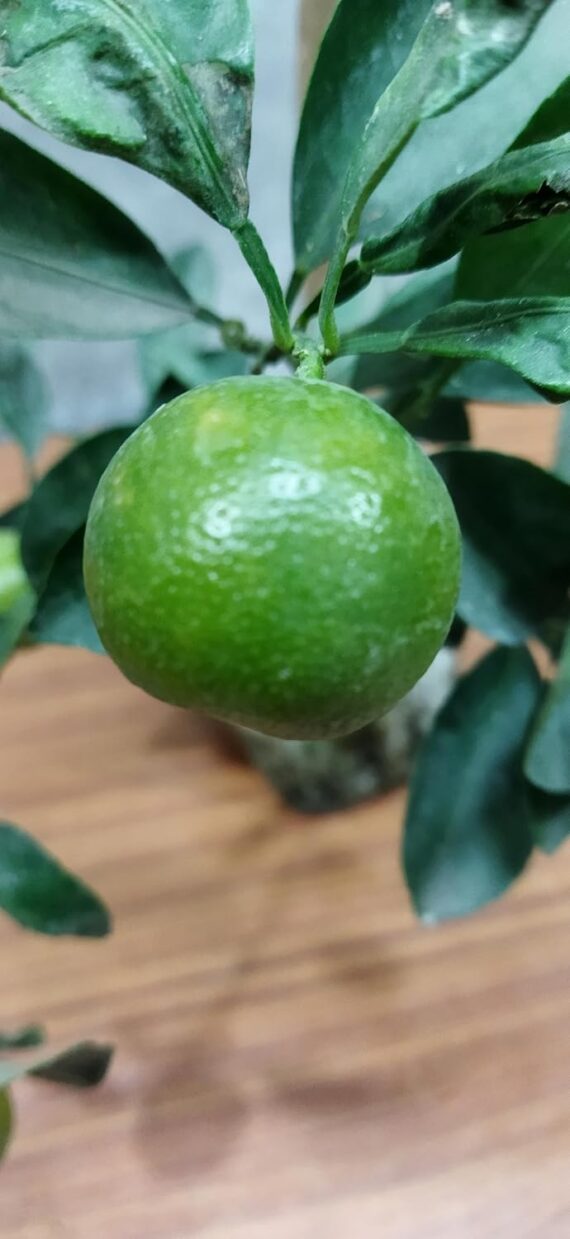 Nelesa Gardening All Types of Lemon Plant (Chinese Orange Plant) - Image 3