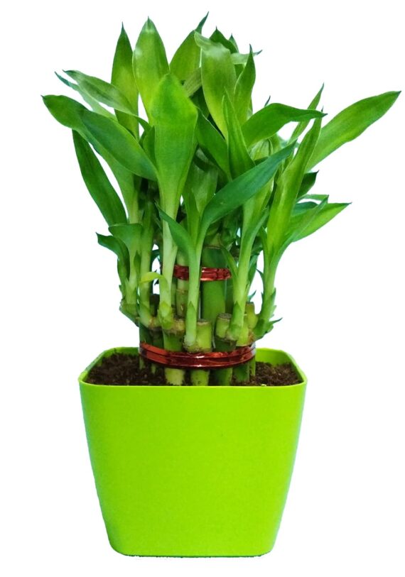 Nelesa Gardening Good Luck 2 Layer Lucky Bamboo Plant in Light Green Plastic Pot, Air Purifying Plant, Home Décor Plant, Can Use for Desktop, for Gifting, Lucky Plant, Good Luck, Vastu Plant - Image 6
