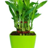 Nelesa Gardening Good Luck 2 Layer Lucky Bamboo Plant in Light Green Plastic Pot, Air Purifying Plant, Home Décor Plant, Can Use for Desktop, for Gifting, Lucky Plant, Good Luck, Vastu Plant