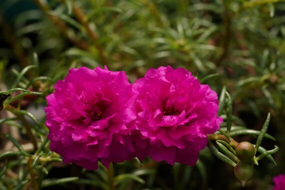 Nelesa Gardening Portulaca Moss Rose Double Mix Flower Seeds 50 Seeds - Image 4
