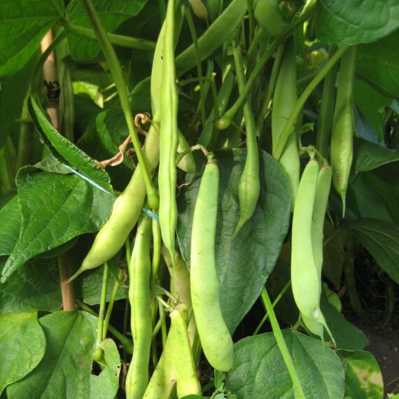 Nelesa Gardening Red Kidney Bean 10 Vegetable Seeds for Home Garden - Image 6