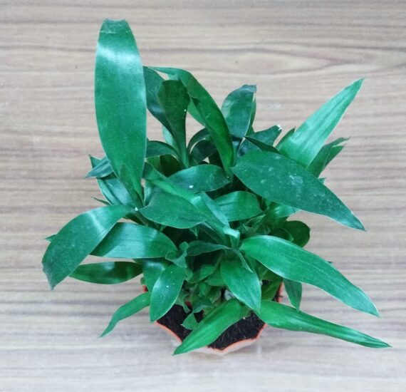 Nelesa Gardening Air Purifying Good Luck 2 Layer Lucky Bamboo Plant in Round Plastic Pot | Home Décor Plant | Can Use for Desktop | for Gifting | Lucky Plant | Good Luck Plant | Vastu Plant (Orange) - Image 5