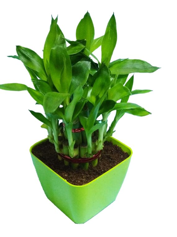 Nelesa Gardening Good Luck 2 Layer Lucky Bamboo Plant in Light Green Plastic Pot, Air Purifying Plant, Home Décor Plant, Can Use for Desktop, for Gifting, Lucky Plant, Good Luck, Vastu Plant - Image 3