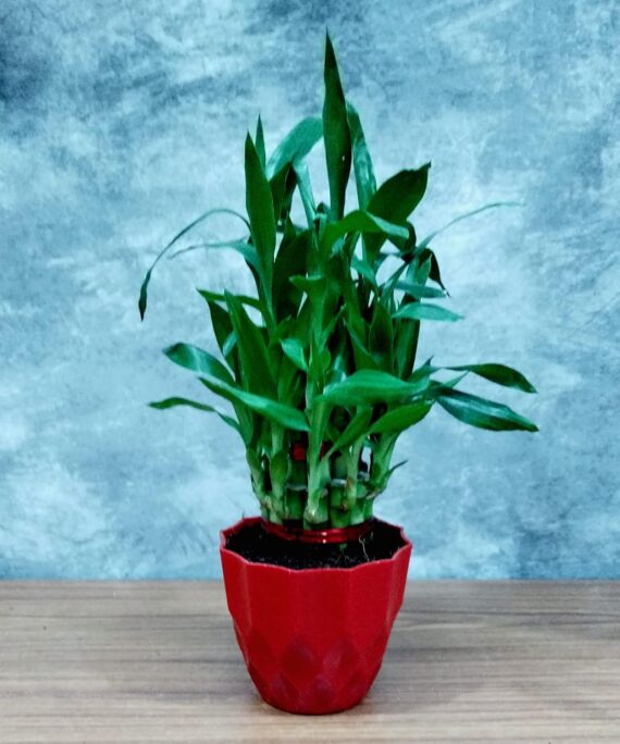 Nelesa Gardening Air Purifying Good Luck 2 Layer Lucky Bamboo Plant in Round Plastic Pot | Home Décor Plant | Can Use for Desktop | for Gifting | Lucky Plant | Good Luck Plant | Vastu Plant (Red) - Image 2