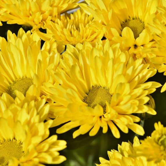 Nelesa Gardening Aster Flower Seeds - Flower Seeds for Pot - Garden Flower Seeds - 20 Finest Seeds - Image 3