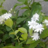 Nelesa Gardening Live Jasmine Flower Plant