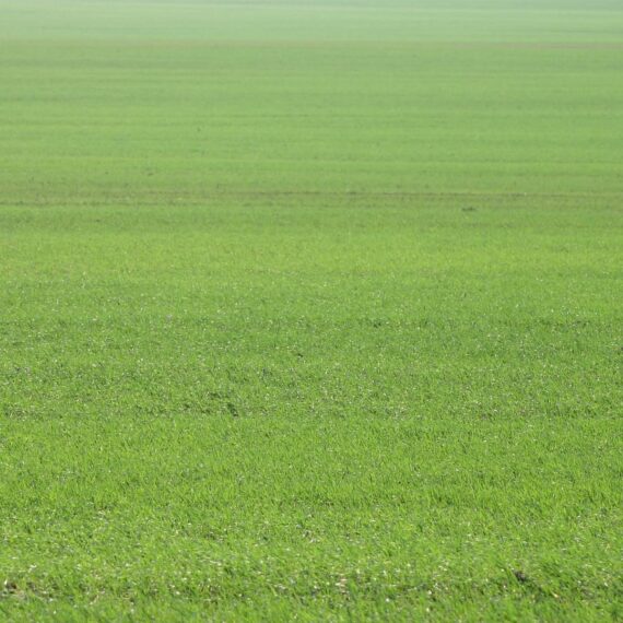 Nelesa Gardening Lawn Grass Seeds Dark Green Soft Runner 1000 Seeds - Image 6