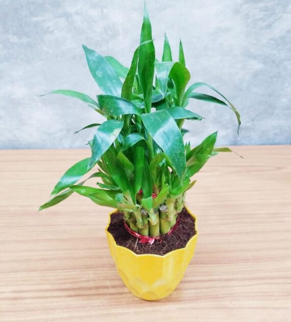 Nelesa Gardening Air Purifying Good Luck 2 Layer Lucky Bamboo Plant in Round Plastic Pot | Home Décor Plant | Can Use for Desktop | for Gifting | Lucky Plant | Good Luck Plant | Vastu Plant (Yellow) - Image 5