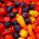 Nelesa Gardening Capcicum Bell Pepper Shimala Mirch Mix Colour Seeds 20 Seeds