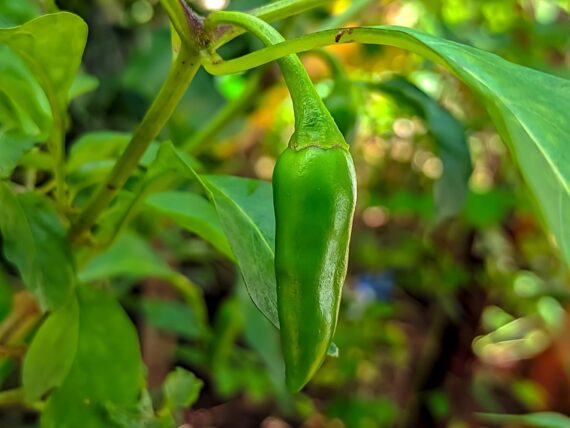 Nelesa Gardening Hot Jalapeno Pepper Seed - 20 Seeds Pack - Image 4
