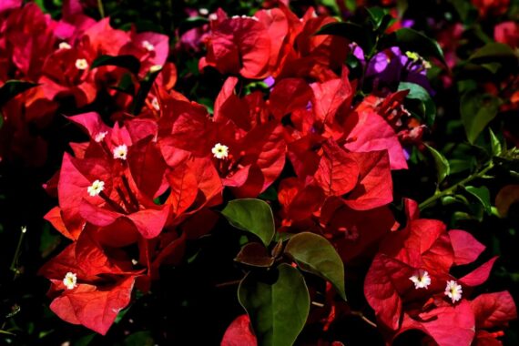 Nelesa Gardening 4 Types of Bougainvillea Flower Plants Combo, One Yellow, One White, One Pink and One Red Plant in Grow Bag, Plant Height 1-1.5 feet, Low Maintainace Flower Plant - Image 5