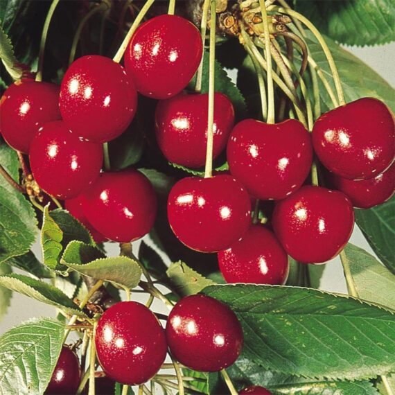 Nelesa Gardening Live Sweet and Sour Barbados Cherry Fruit Plant Grafted