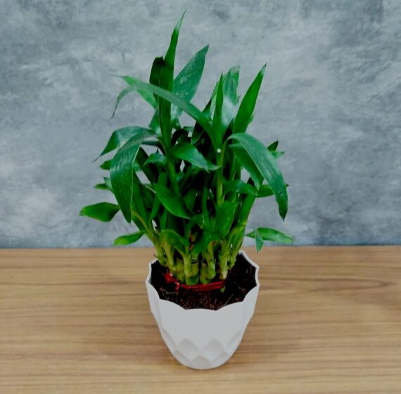 Nelesa Gardening Air Purifying Good Luck 2 Layer Lucky Bamboo Plant in White Round Plastic Pot | Home Décor Plant | Can Use for Desktop | for Gifting | Lucky Plant | Good Luck Plant | Vastu Plant - Image 5