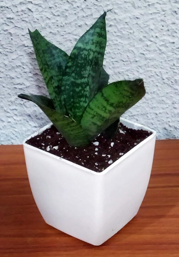 Nelesa Gardening Sansevieria Green Air Purifier Plant Dwarf Green Snake Plant in White Fiber Pot - Image 4