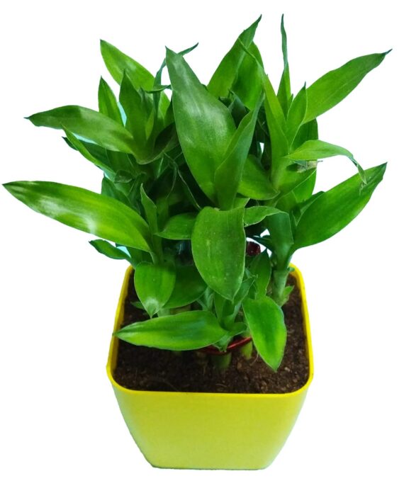 Nelesa Gardening Good Luck 2 Layer Lucky Bamboo Plant in Yellow Plastic Pot, Air Purifying Plant, Home Décor Plant, Can Use for Desktop, Excellent for Gifting, Lucky Plant, Vastu Plant - Image 2