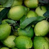 Nelesa Gardening Live Kagzi Lemon Fruit Plant