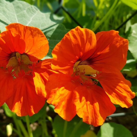 Nelesa Gardening Dwarf Nasturtium Seeds, Jewel Mixture Flower Seed - Pack of 10 Seeds - Image 4
