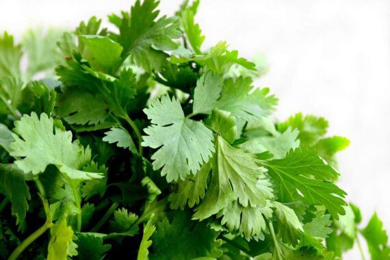 Nelesa Gardening Coriander Seed, Cilantro, Chinese Parsley, Dhania Seed - Pack of 100 Seeds