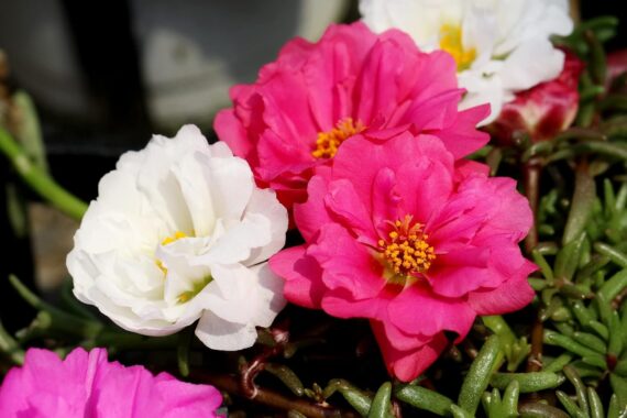 Nelesa Gardening Portulaca Moss Rose Double Mix Flower Seeds 50 Seeds