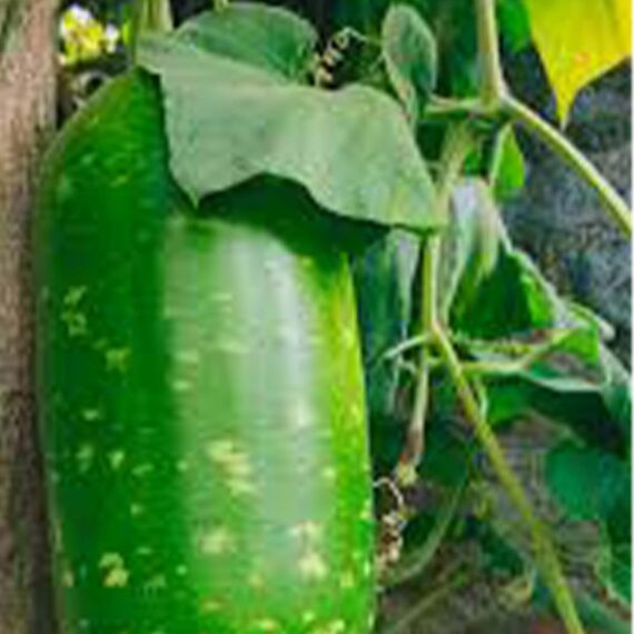 Nelesa Gardening Ash Wax Gourd Petha Seed - 30 Seeds Pack - Image 3