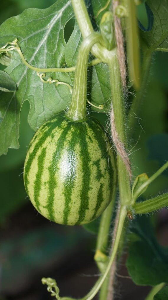 Nelesa Gardenng Crimson Sweet Watermelon Seeds 10 seeds - Image 5