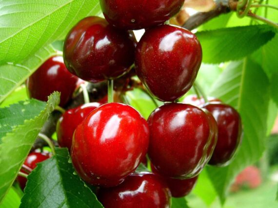 Nelesa Gardening Live Sweet and Sour Barbados Cherry Fruit Plant Grafted - Image 6