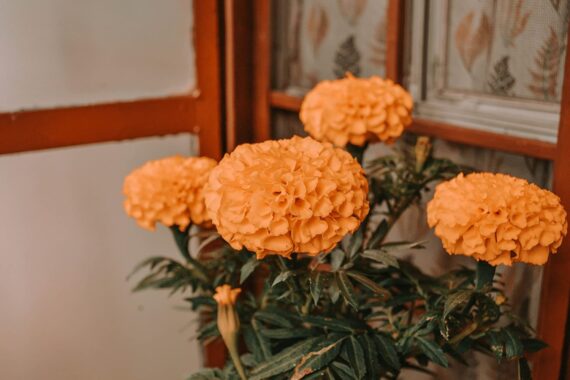Nelesa Gardening African Marigold Crackjack Inca Mix Seed - 50 Seeds Pack - Image 6