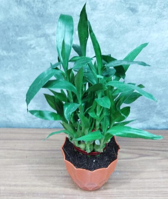 Nelesa Gardening Air Purifying Good Luck 2 Layer Lucky Bamboo Plant in Orange Round Plastic Pot | Home Décor Plant | Can Use for Desktop | for Gifting | Lucky Plant | Good Luck Plant | Vastu Plant - Image 4