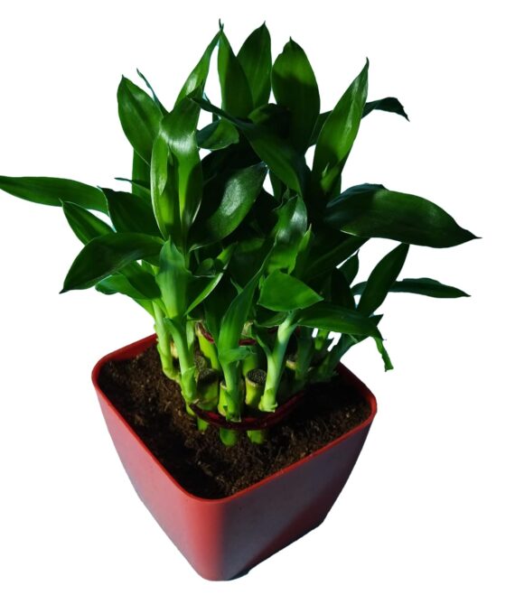 Nelesa Gardening Good Luck 2 Layer Lucky Bamboo Plant in Red Plastic Pot | Air Purifying Plant | Home Décor Plant | Can Use for Desktop I for Gifting I Lucky Plant I Good Luck I Vastu Plant - Image 3
