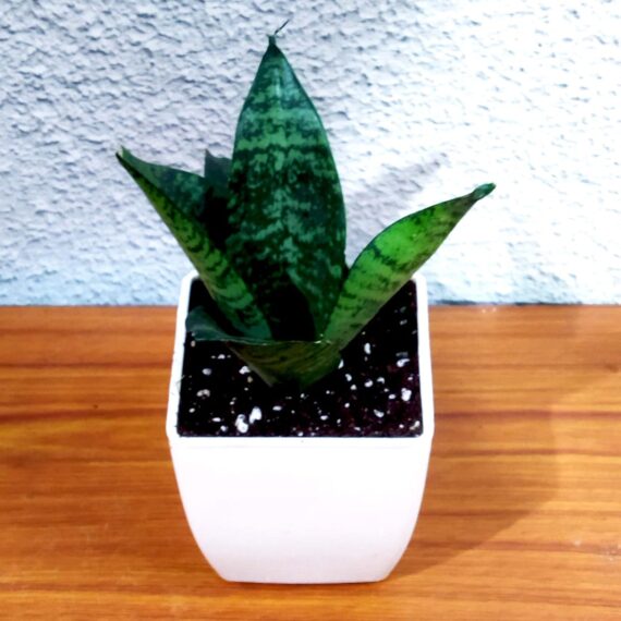Nelesa Gardening Sansevieria Green Air Purifier Plant Dwarf Green Snake Plant in White Fiber Pot - Image 3