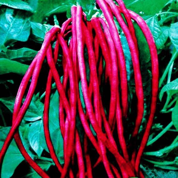 Nelesa Gardening Red Cowpea Long Yard Bean Barbatti Vegetable Seed - 50 Seeds Pack - Image 4