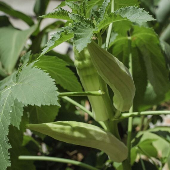Nelesa Gardening Okra Ladies Finger Vendi Vindi Seed - Pack of 50 Seeds