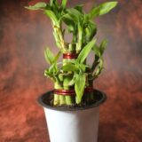 Nelesa Gardening 2 Layer Lucky Bamboo Plant White Thin Plastic Pot | Air Purifying Home Décor Plant | Can Use for Desktop for Gifting I Lucky Good Luck Vastu Plant