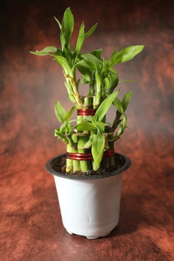 Nelesa Gardening 2 Layer Lucky Bamboo Plant White Thin Plastic Pot | Air Purifying Home Décor Plant | Can Use for Desktop for Gifting I Lucky Good Luck Vastu Plant