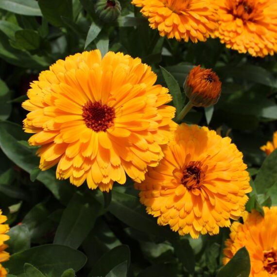 Fancy Mix Marigold Flower Seeds 50 Seeds - Image 2