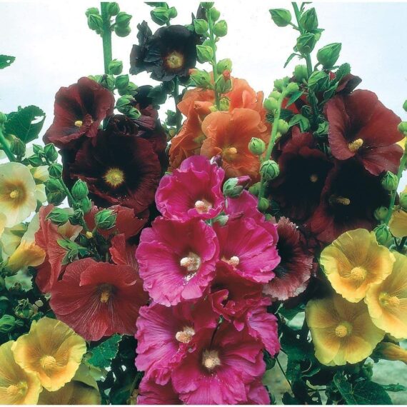 Nelesa Gardening Hollyhock Mixed Colour Flower Seed - 30 Seeds for Vibrant Garden Blooms, Tall Plants, Floral Displays in Your Home Garden