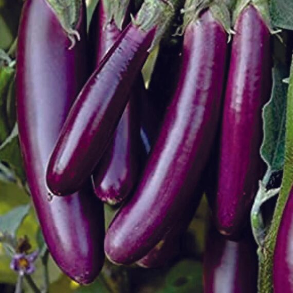Nelesa Gardening Brinjal Purple Long Seeds – 50 Seeds Pack for Home Gardening, Organic Vegetable Seeds, Easy-to-Grow Eggplant Seeds, Long Purple Brinjal Seed for Indian Gardens