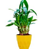 Nelesa Gardening Air Purifying Good Luck 2 Layer Lucky Bamboo Plant in Round Plastic Pot | Home Décor Plant | Can Use for Desktop | for Gifting | Lucky Plant | Good Luck Plant | Vastu Plant (Yellow)