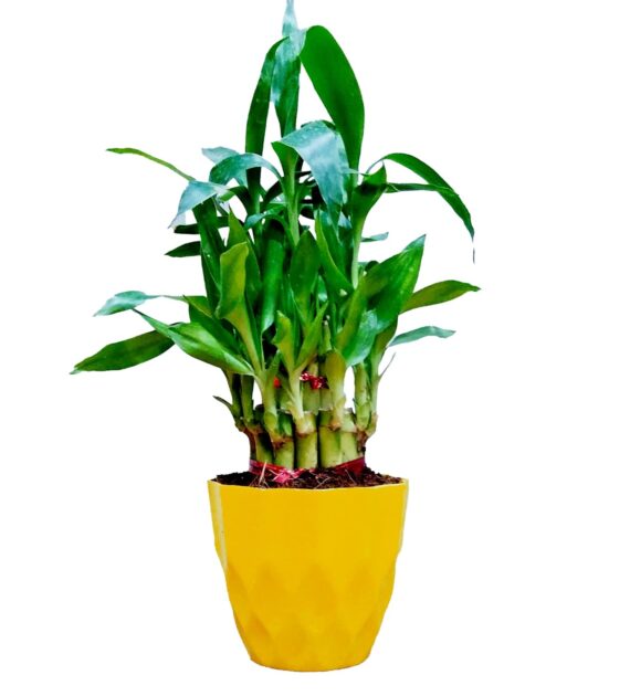 Nelesa Gardening Air Purifying Good Luck 2 Layer Lucky Bamboo Plant in Round Plastic Pot | Home Décor Plant | Can Use for Desktop | for Gifting | Lucky Plant | Good Luck Plant | Vastu Plant (Yellow)