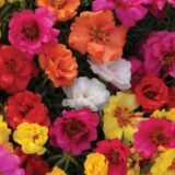 Nelesa Gardening Portulaca Purslane Moss Rose Portulaca Grandiflora Flower Seed - Pack of 50 seeds