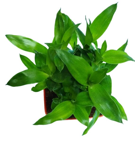 Nelesa Gardening Good Luck 2 Layer Lucky Bamboo Plant in Red Plastic Pot | Air Purifying Plant | Home Décor Plant | Can Use for Desktop I for Gifting I Lucky Plant I Good Luck I Vastu Plant - Image 5
