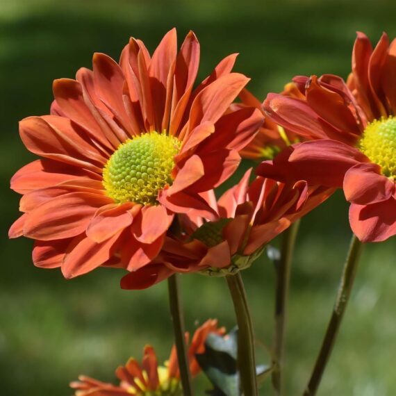 Nelesa Gardening Aster Flower Seeds - Flower Seeds for Pot - Garden Flower Seeds - 20 Finest Seeds - Image 4