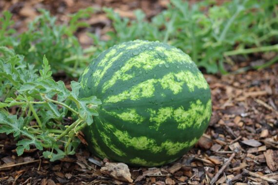Nelesa Gardenng Crimson Sweet Watermelon Seeds 10 seeds - Image 3