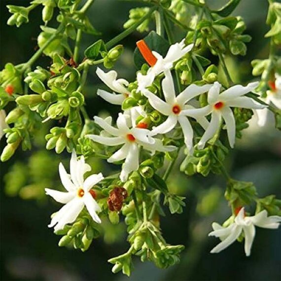 Nelesa Gardening Coral Jasmine Flower Plant, Fragrant Blooms, Easy Care, Harsingar Plant for Home and Garden Decor